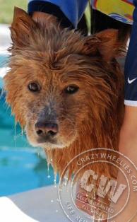 wet dog gucci chow chow